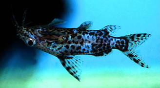 SYNODONTIS NIGRIVENTRIS